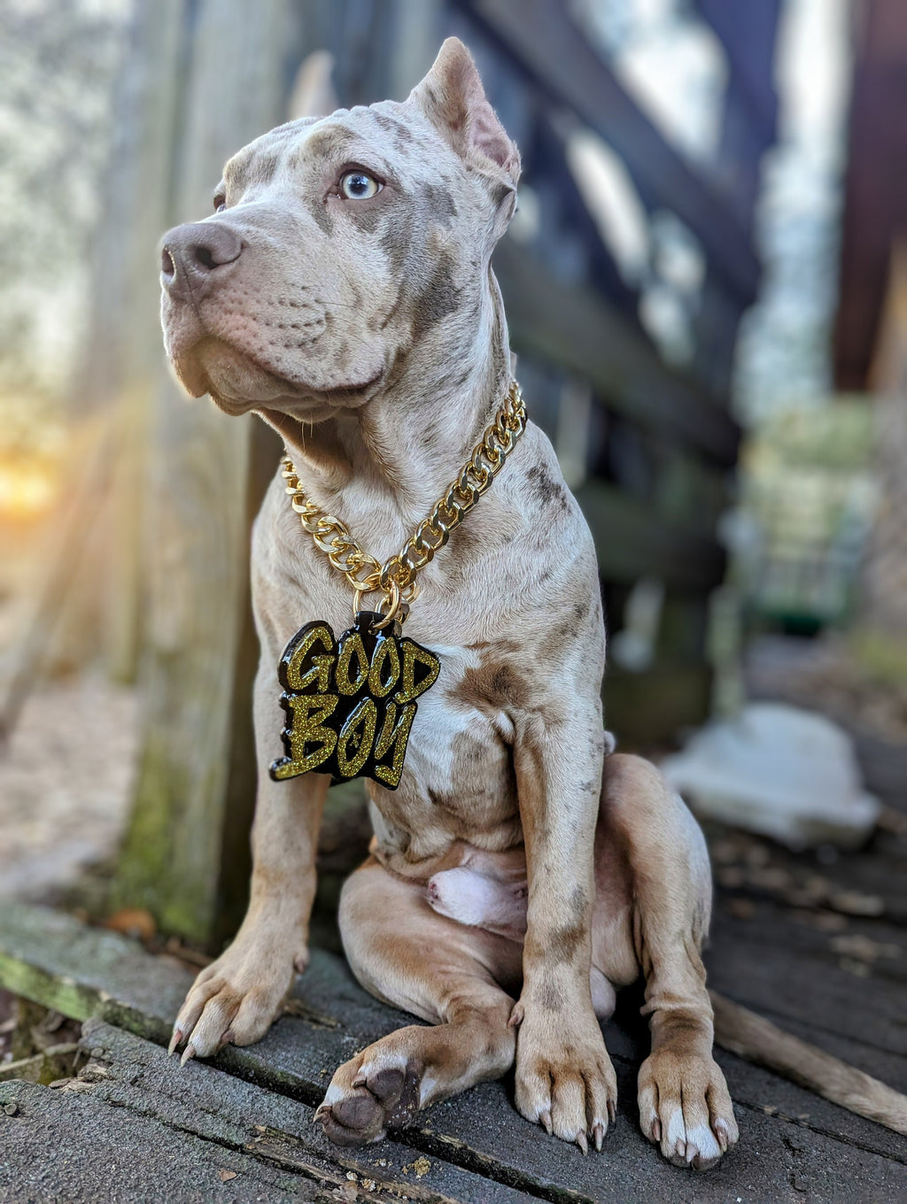 Custom Pet Turnover Chain | Custom Pet Pendant Chain | Personalized Dog Collar Chain | Pet Photography Collar
