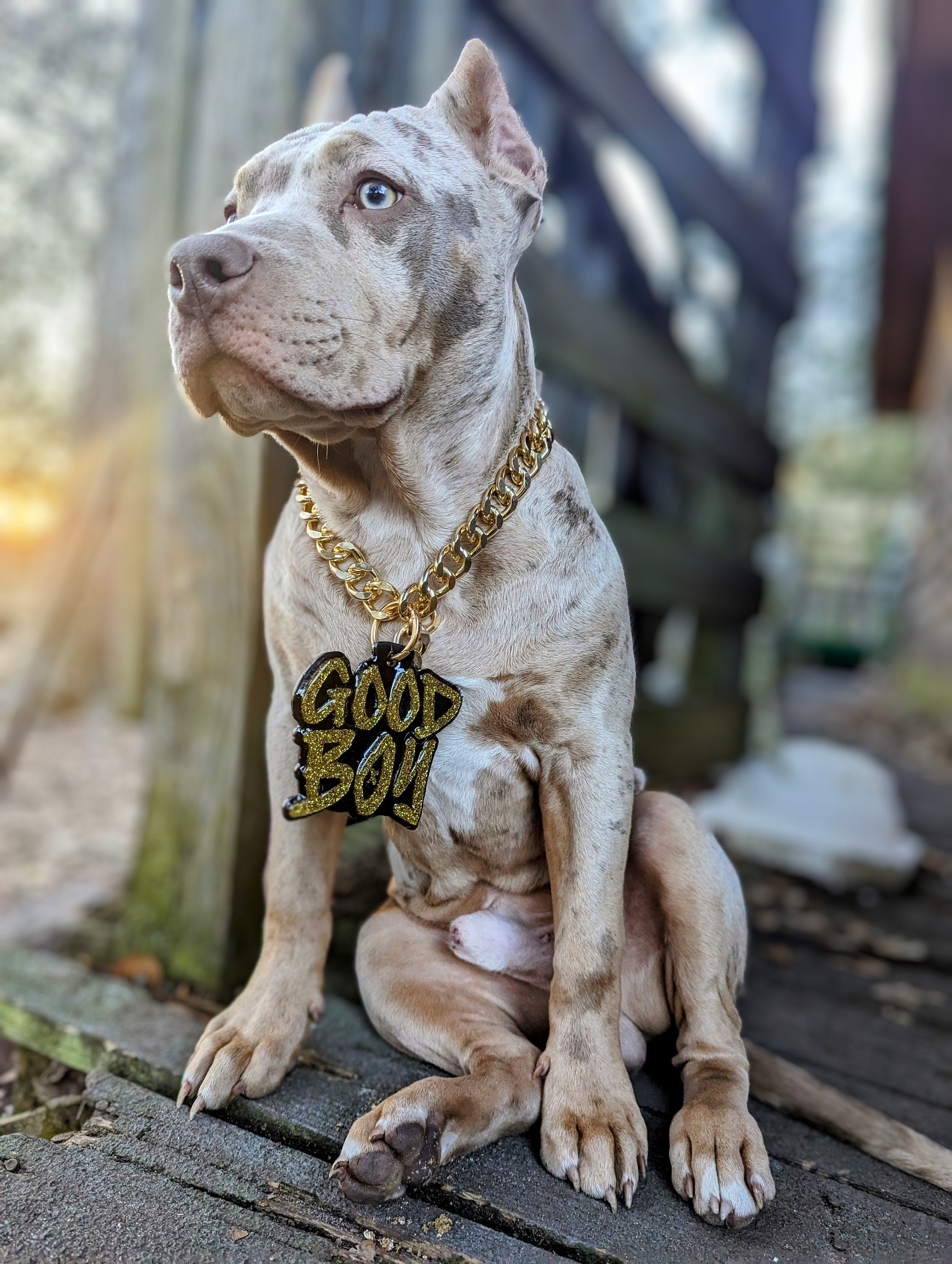 Custom Pet Turnover Chain | Custom Pet Pendant Chain | Personalized Dog Collar Chain | Pet Photography Collar
